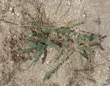 Astragalus bakuensis