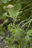 Tanacetum boreale