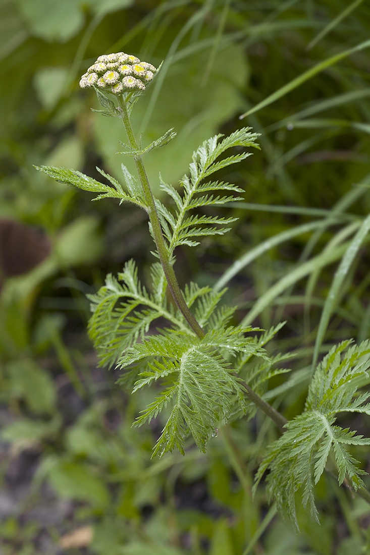 Image of Tanacetum boreale specimen.