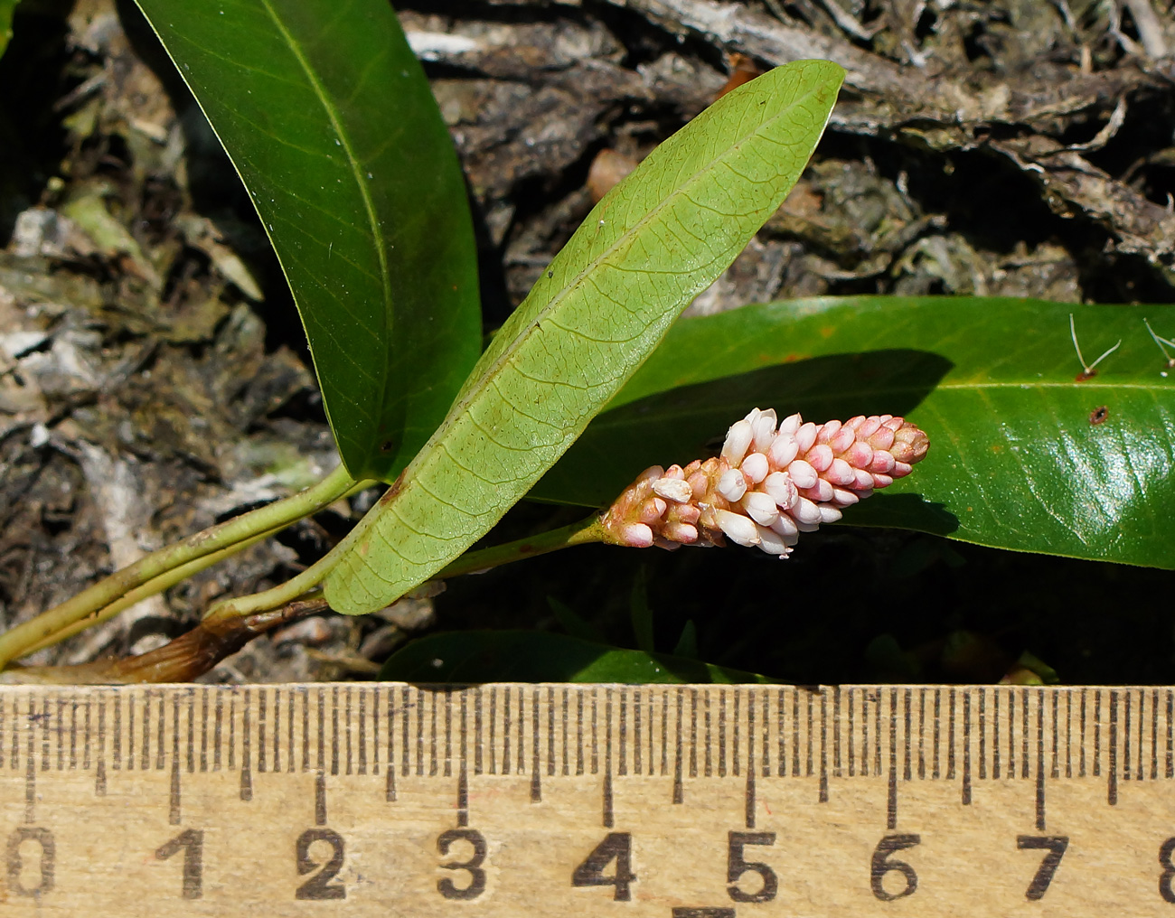 Image of Persicaria amphibia specimen.