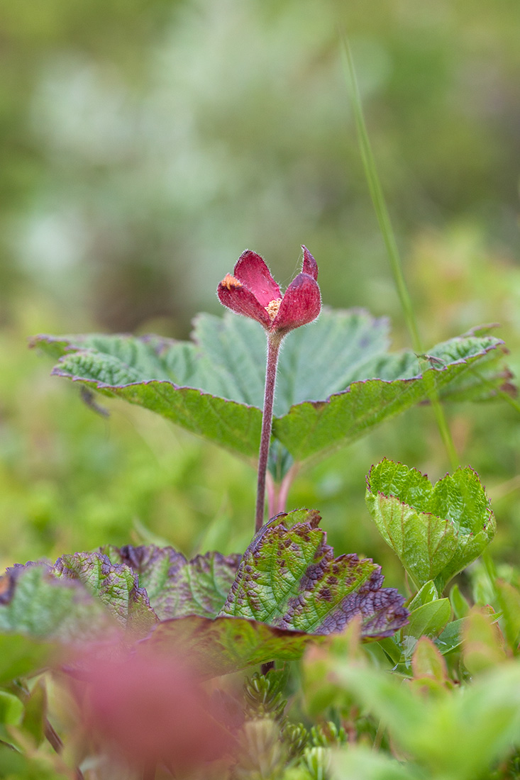 Image of Rubus chamaemorus specimen.