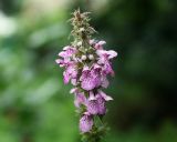 Stachys aspera