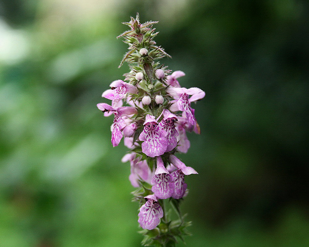 Изображение особи Stachys aspera.