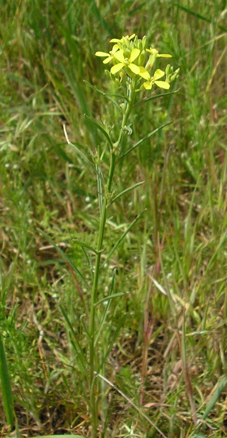 Image of Erysimum canescens specimen.