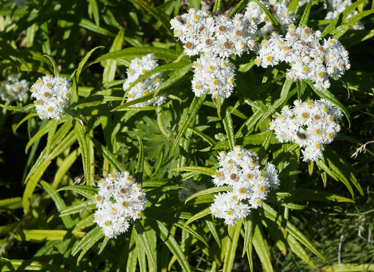 Изображение особи Anaphalis margaritacea.