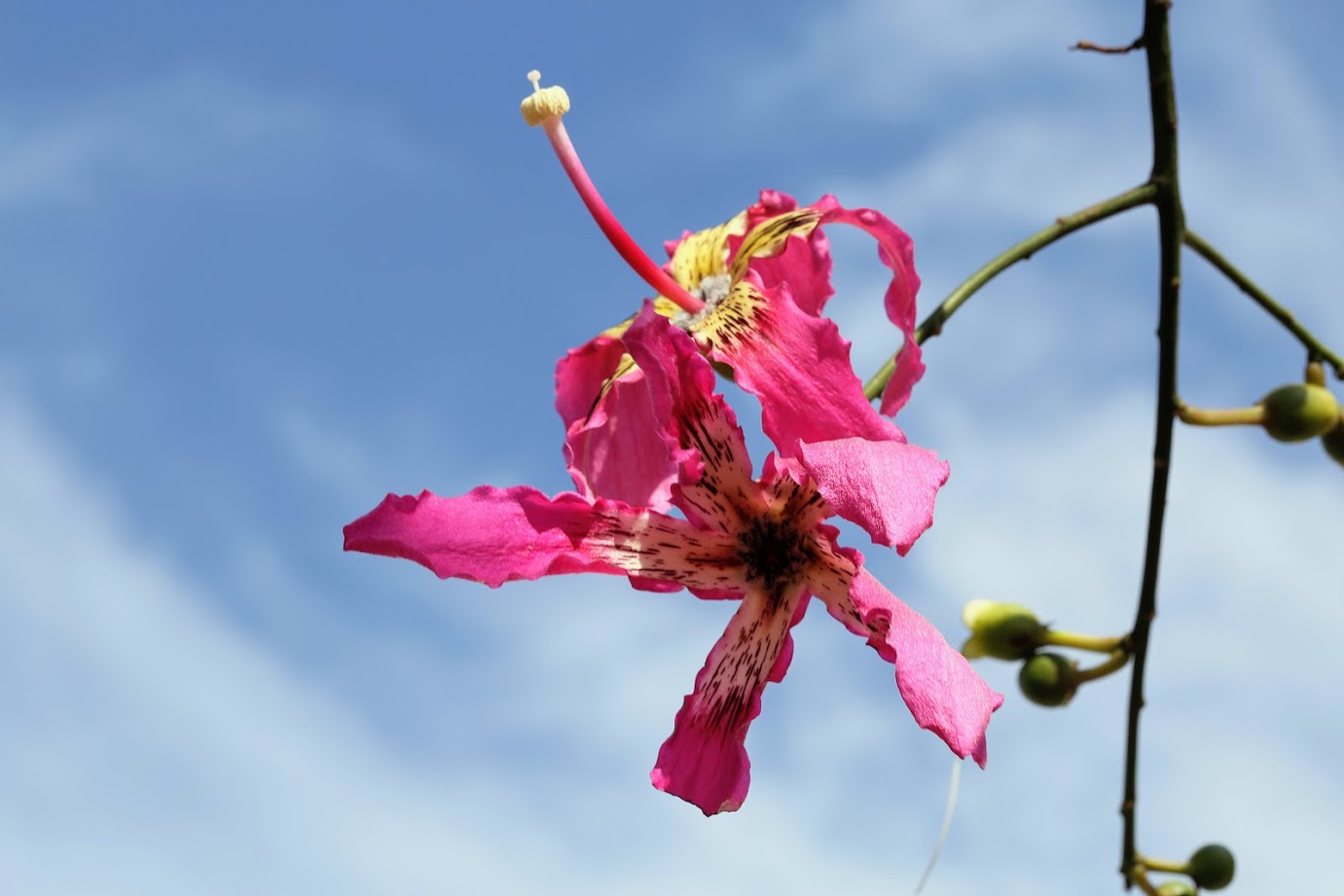 Image of Ceiba speciosa specimen.