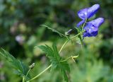 Aconitum maximum