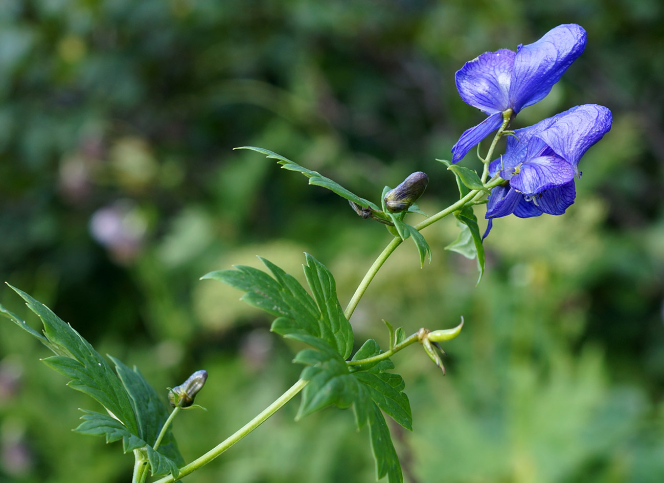 Image of Aconitum maximum specimen.