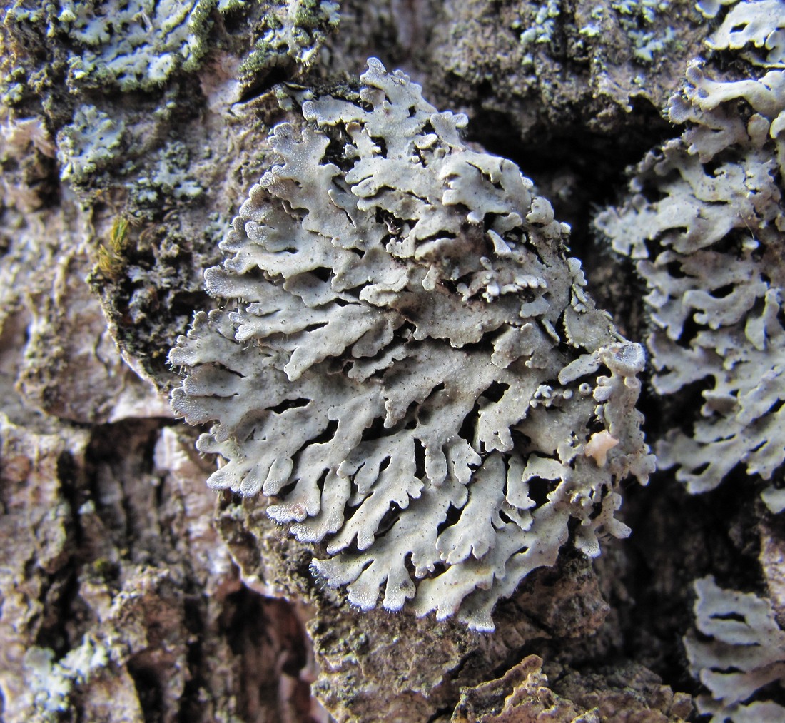 Image of genus Physcia specimen.