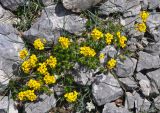 Draba scabra. Цветущие растения. Адыгея, Фишт-Оштеновский массив, гора Оштен, ≈ 2800 м н.у.м., каменистый склон. 06.07.2017.