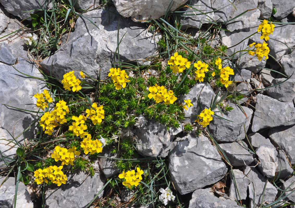 Изображение особи Draba scabra.