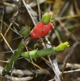 Cylindropuntia leptocaulis