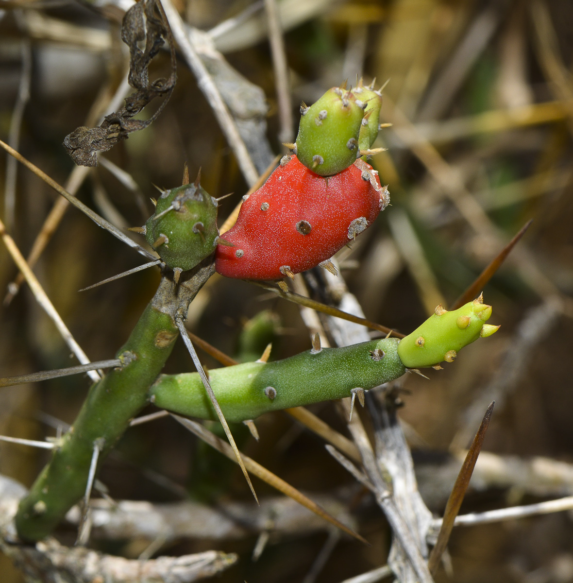 Image of Cylindropuntia leptocaulis specimen.