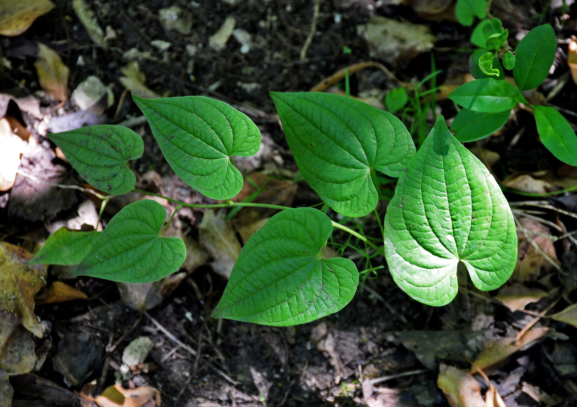 Image of Tamus communis specimen.