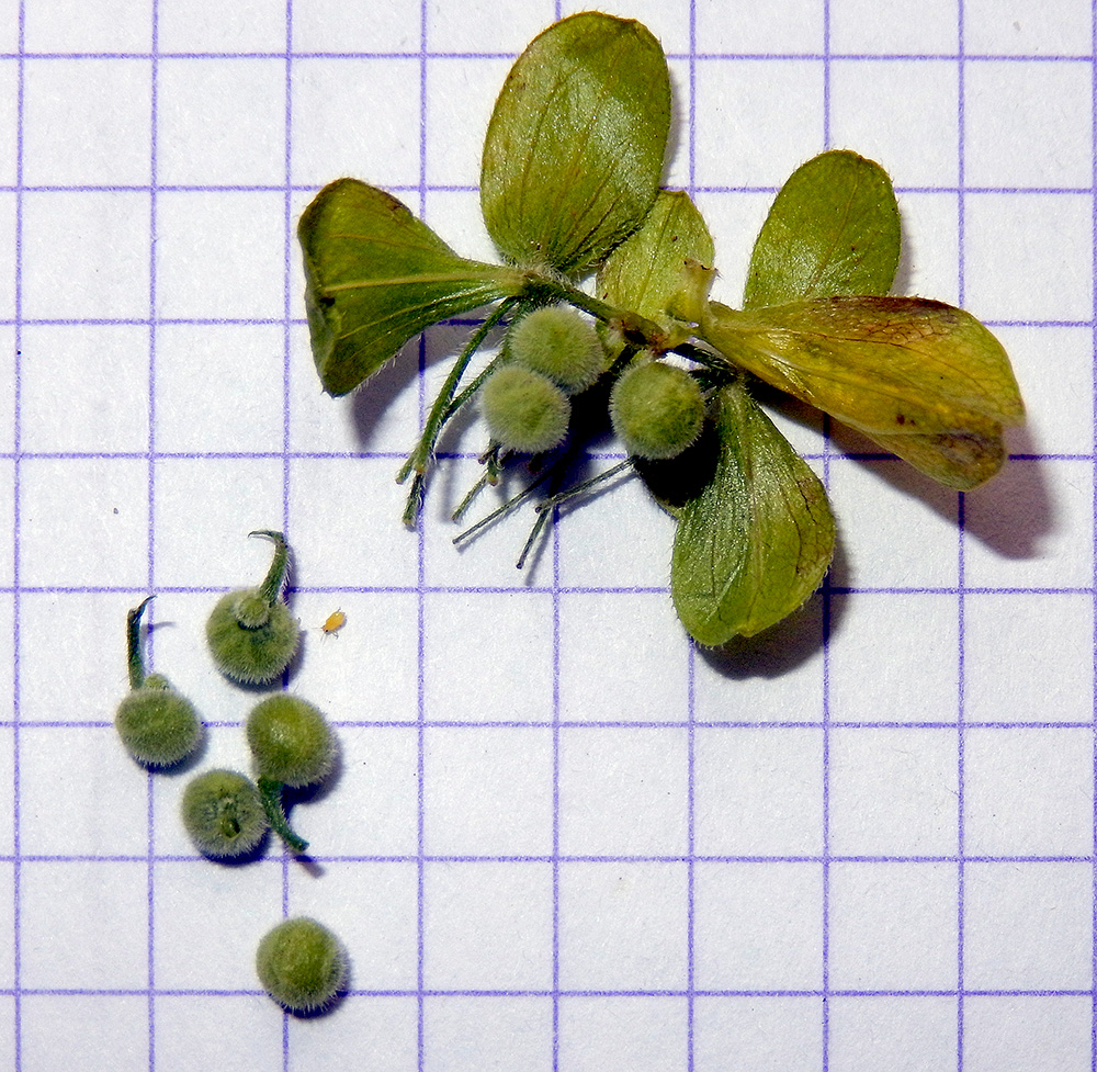 Image of Cruciata taurica specimen.