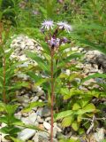 Lactuca sibirica. Верхушка растения с распустившимися и нераспустившимися соцветиями. Магаданская обл., Ольский р-н, окр. оз. Глухое, среди камней у дороги к озеру. 31.07.2017.