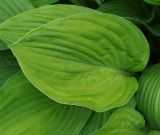 genus Hosta
