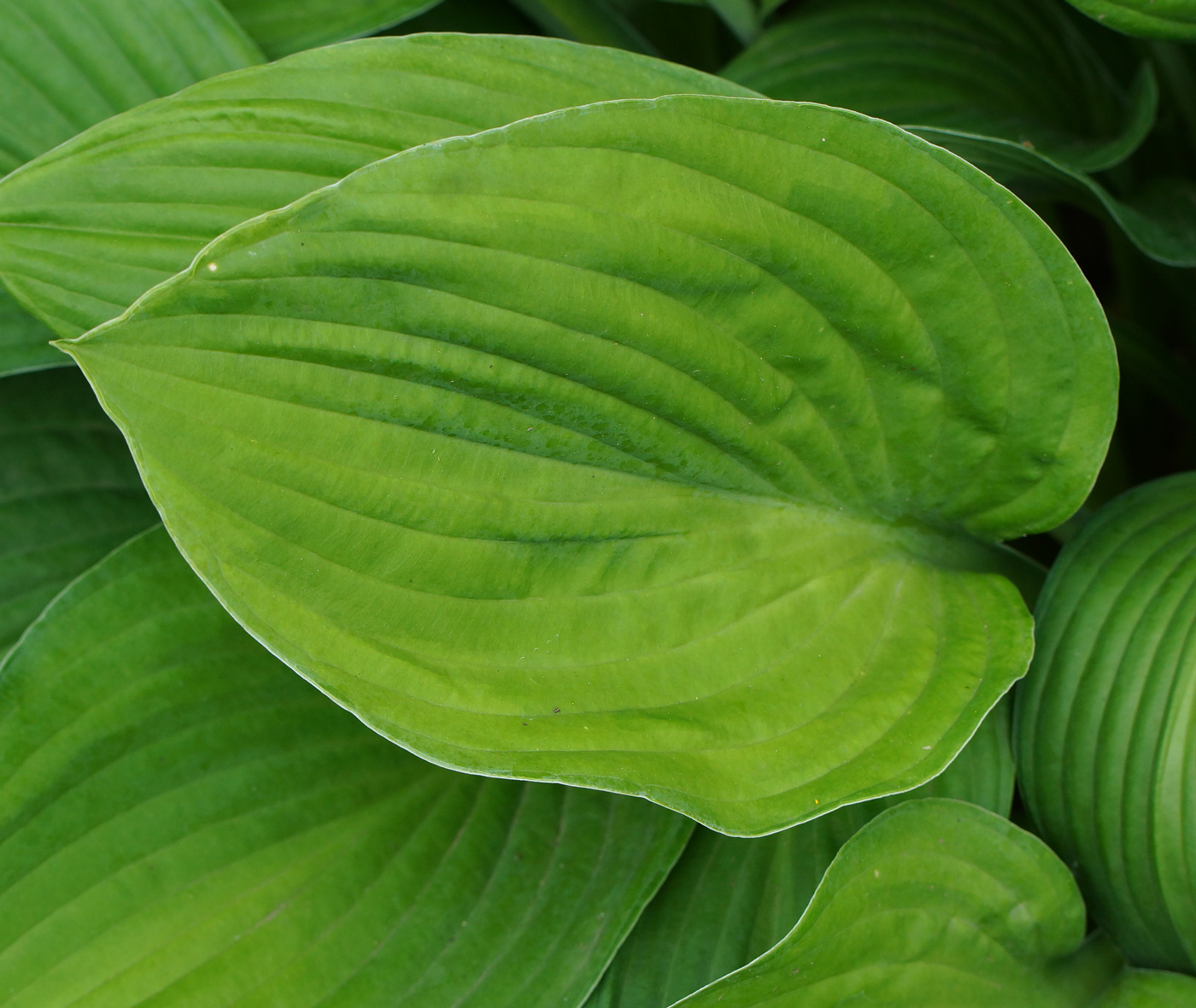 Изображение особи род Hosta.