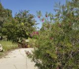 Eremophila alternifolia