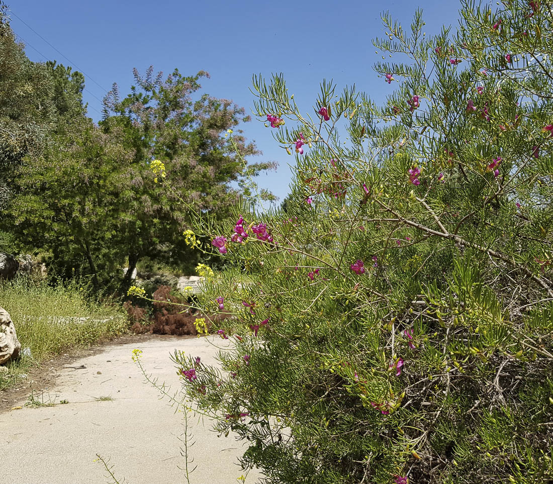 Изображение особи Eremophila alternifolia.