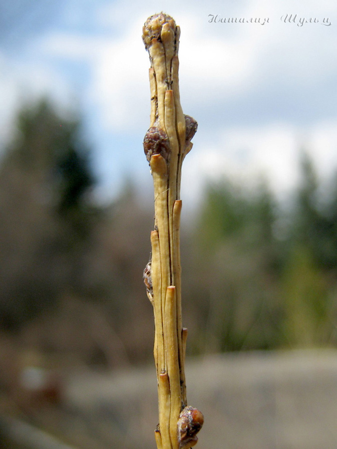 Image of Larix sibirica specimen.