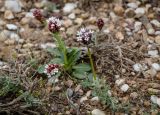 Valeriana tuberosa. Цветущие растения. Казахстан, Карагандинская обл., Улытауский р-н, склон долины р. Дуйсембай, сообщество Artemisia sublessingiana и Salsola arbusculiformis. 21.04.2018.