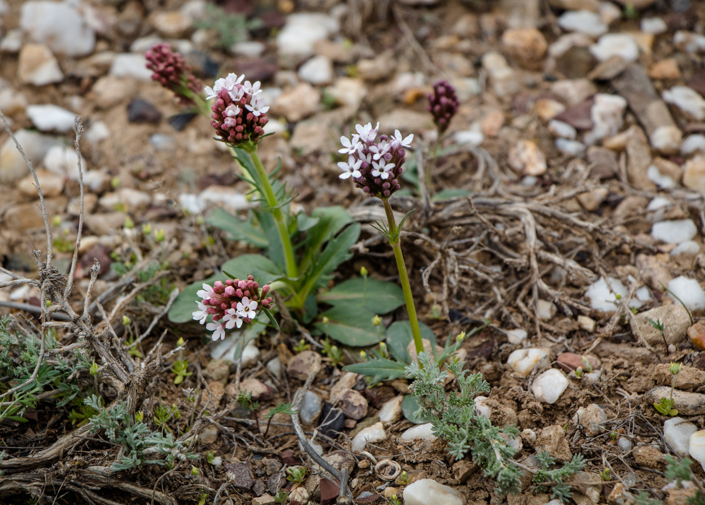 Изображение особи Valeriana tuberosa.