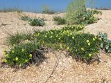 Lotus maritimus. Цветущие растения (на заднем плане Crambe maritima и Plantago maritima). Крым, Керченский п-ов, побережье Казантипского залива в окр. с. Песочное, тыльная сторона берегового вала. 22 мая 2018 г.