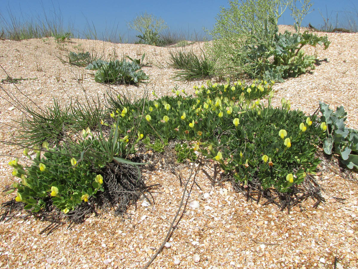 Image of Lotus maritimus specimen.