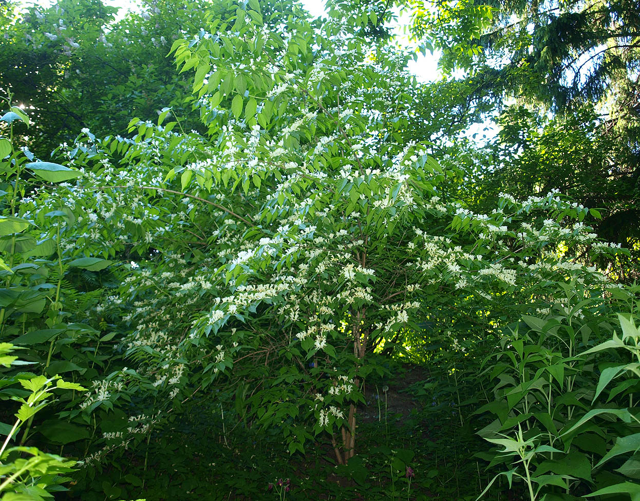 Изображение особи Lonicera maackii.