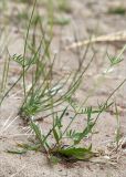 Knautia arvensis