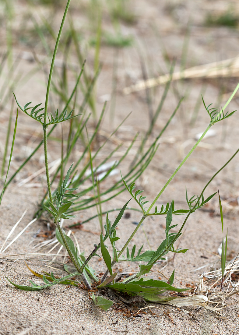 Image of Knautia arvensis specimen.