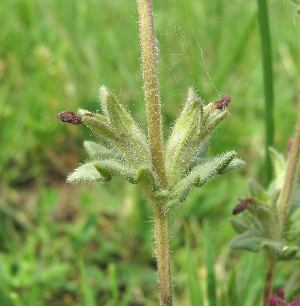 Изображение особи Parentucellia latifolia.