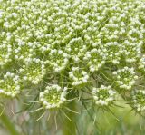 Visnaga daucoides