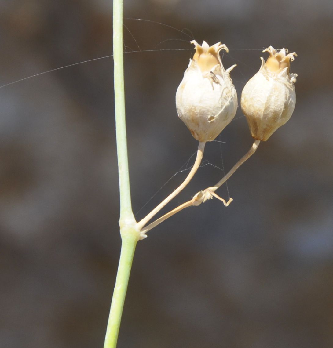 Image of Oberna fabaria specimen.