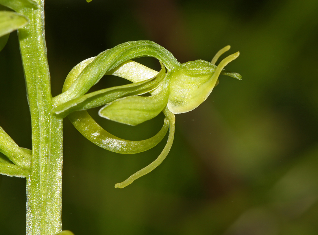 Изображение особи Platanthera maximowicziana.