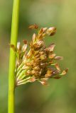 Juncus effusus