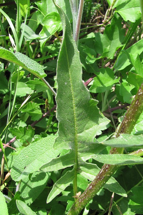 Image of Bunias orientalis specimen.