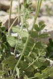 Pimpinella nigra