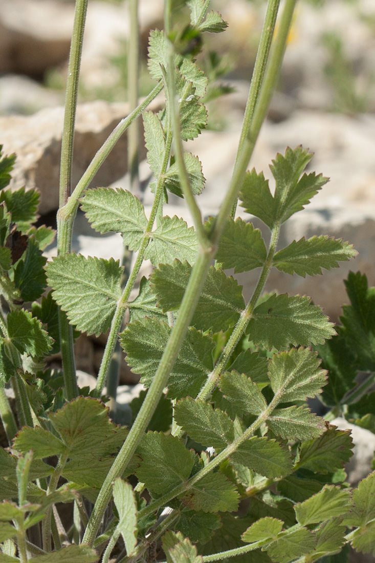 Изображение особи Pimpinella nigra.