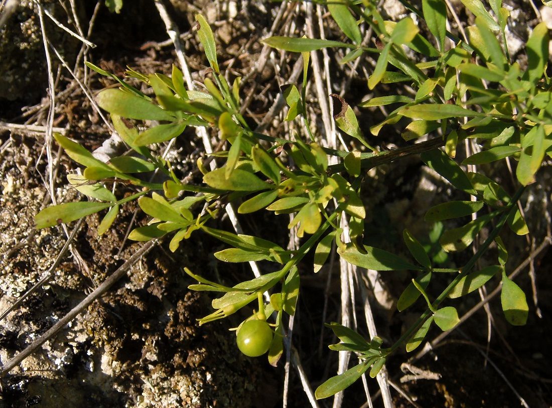 Image of Jasminum fruticans specimen.