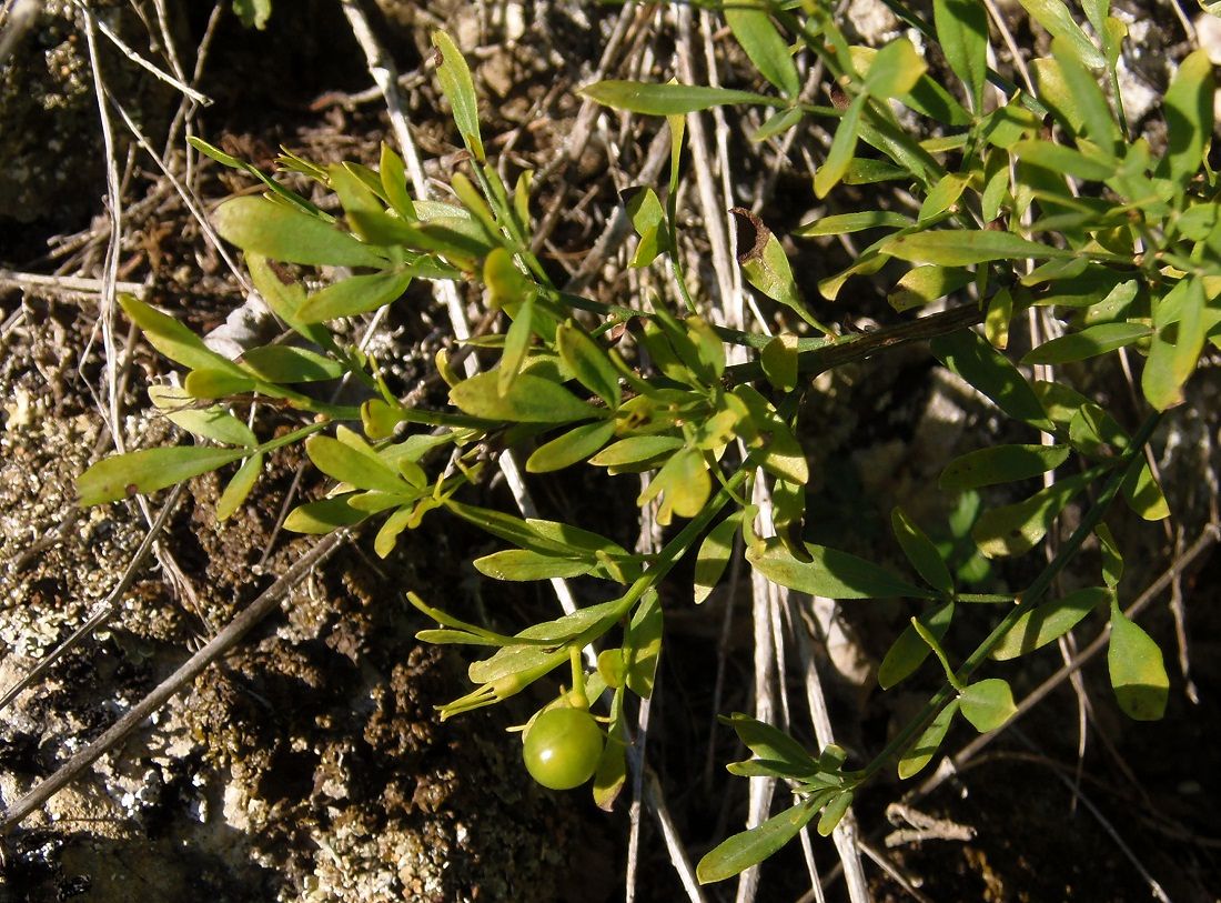 Изображение особи Jasminum fruticans.