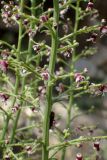 Scrophularia bicolor
