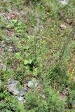 Artemisia chamaemelifolia