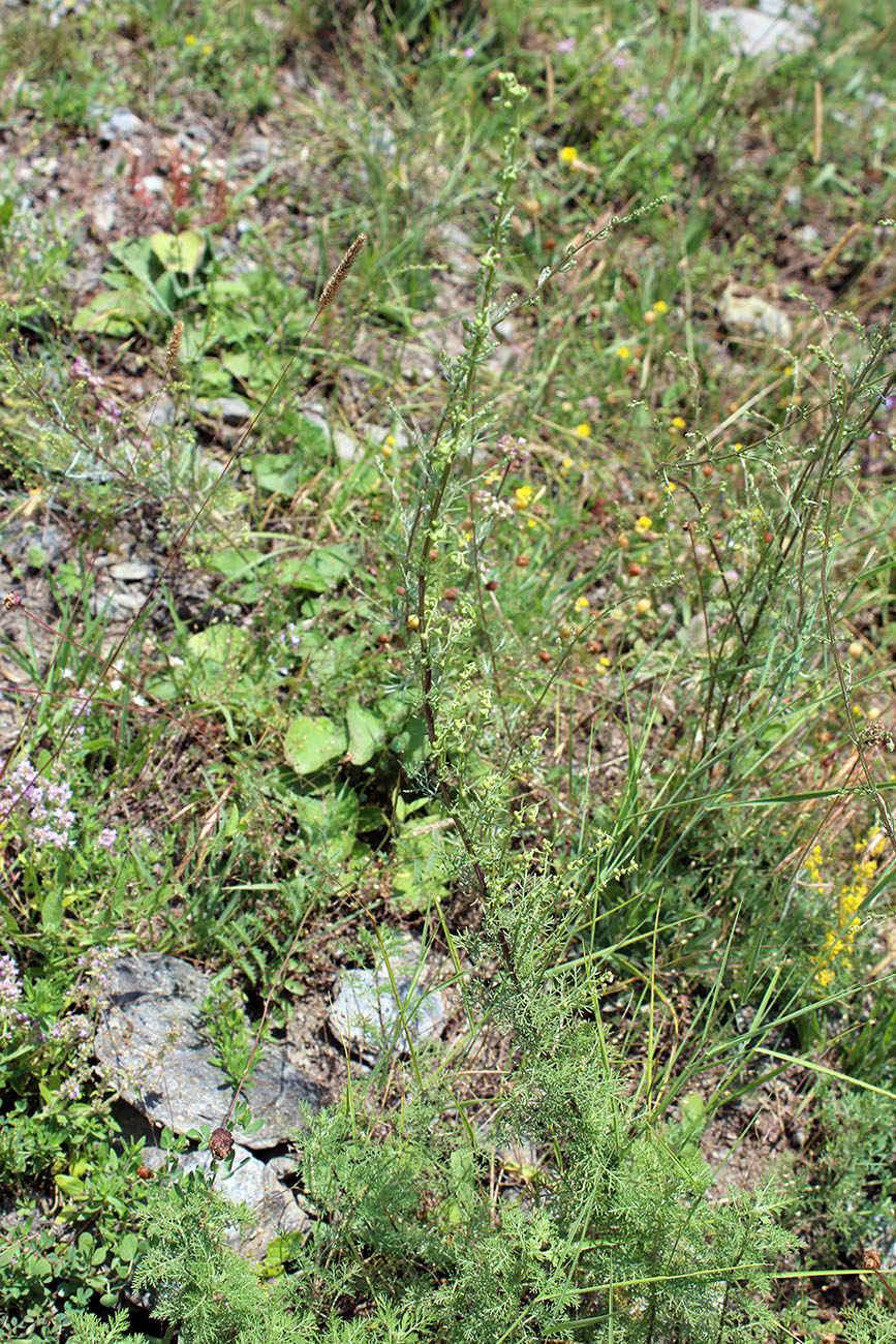 Image of Artemisia chamaemelifolia specimen.