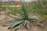 Echium biebersteinii