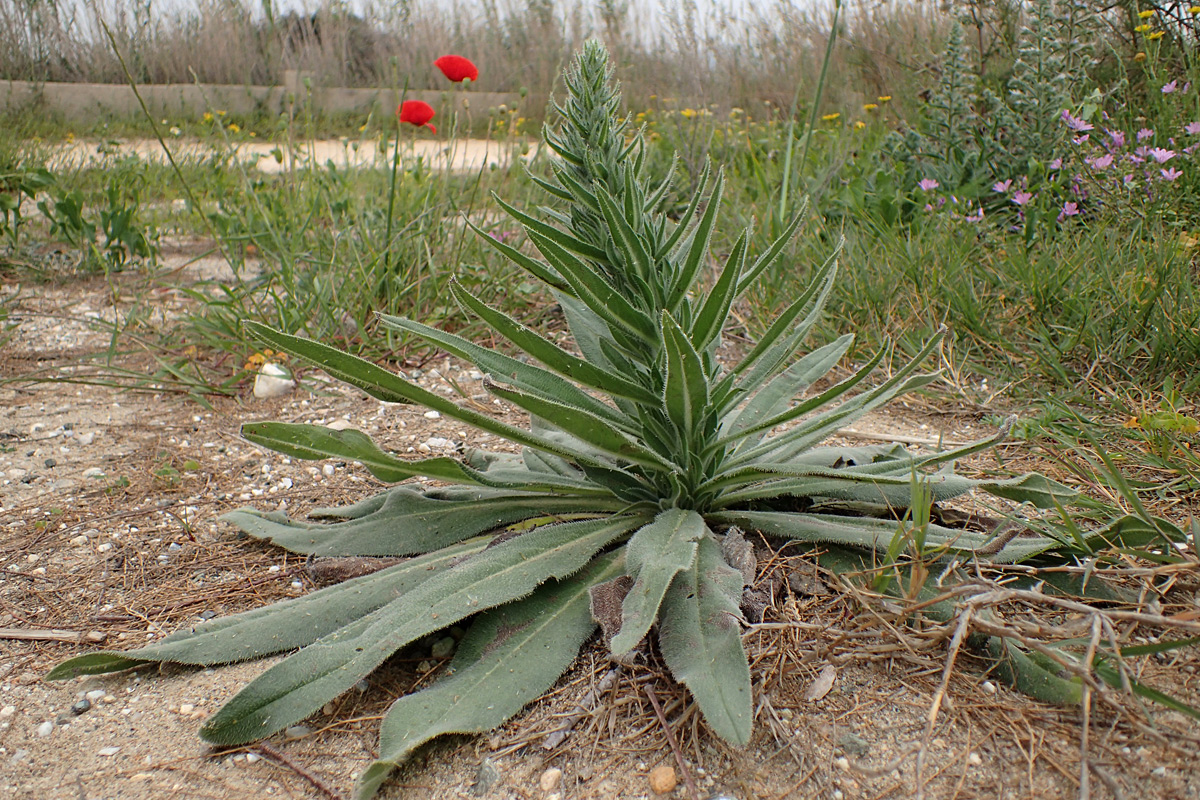 Image of Echium biebersteinii specimen.