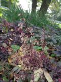 Heuchera &times; hybrida