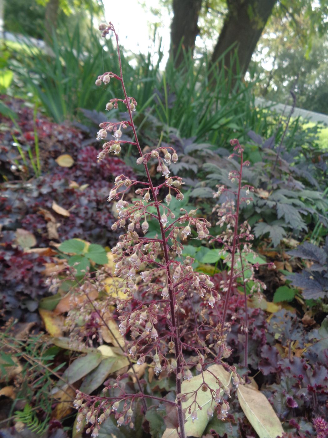 Изображение особи Heuchera × hybrida.