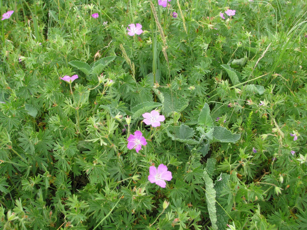 Изображение особи Geranium sanguineum.